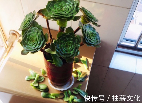 花箭|多肉开花后,赶紧剪掉,不然母株会死掉!