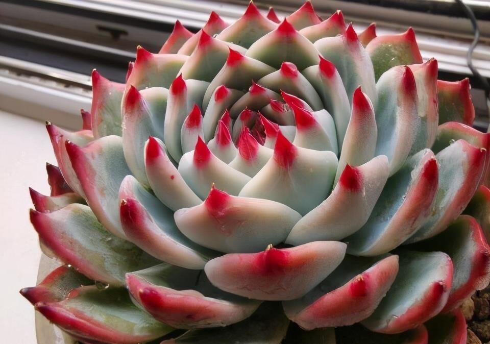 浇水|夏天养多肉,防晒并不是最重要的,做好这4件事就能少收空盆