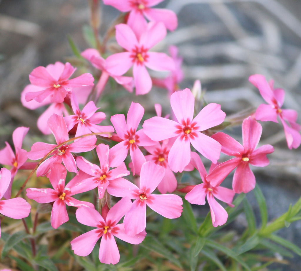 此花人称“不死花”,抗高温、耐极寒,沾土就“旺”,花开四季