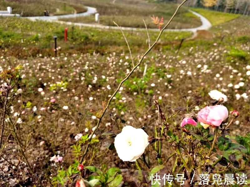 网红达人|郑州西流湖公园初现网红花海数公顷各色花卉芳香扑鼻