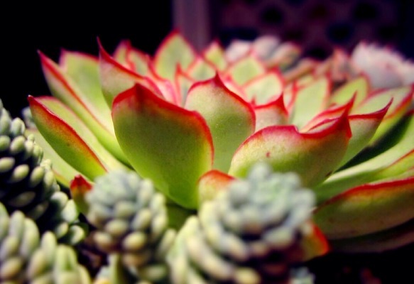 种植多肉植物,不妨试试这些,呆萌好看好养活,养在客厅不占地方