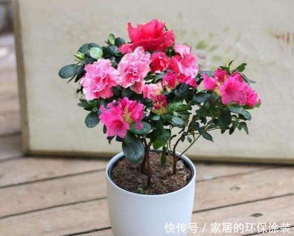  植物|立秋养2种花，定期加点醋，叶子油亮又翠绿，再不泛黄