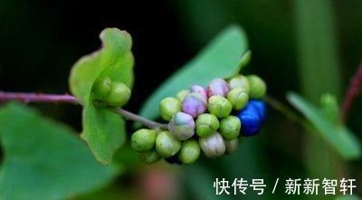 杠板|一味草药，是治皮杀手锏，湿疹、荨麻疹、带状疱疹，它都能通治
