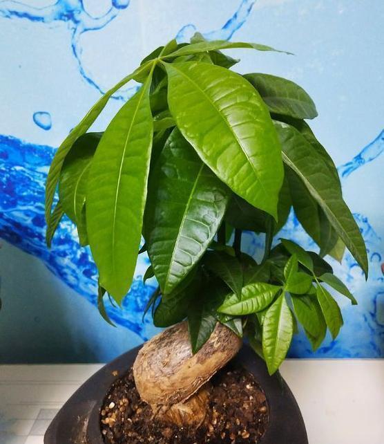 施肥|发财树最爱喝“2种水”,每月浇一点,叶片不发黄,绿得冒油光