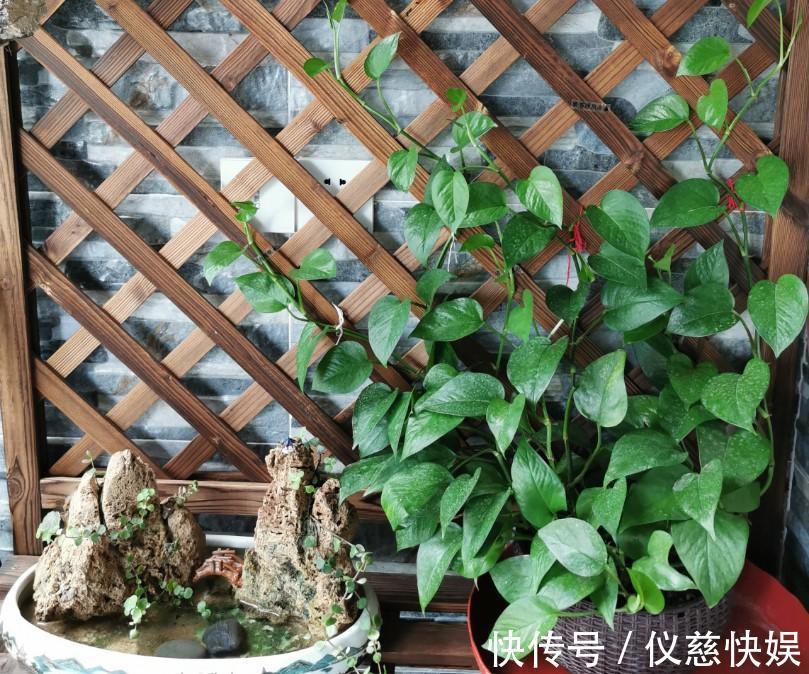 杀虫剂|绿萝怎么了叶子出现烂边,处理的及时了叶子锃亮锃亮的!