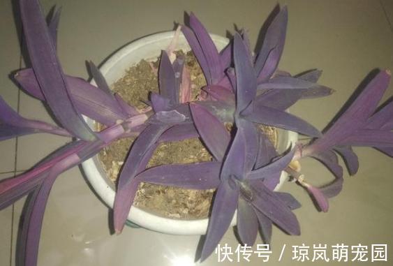重视健康?不喜欢运动?在家养紫竹梅,注意3点净化作用明显