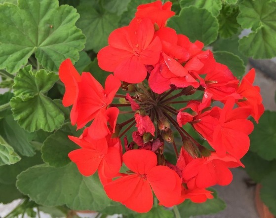 养长寿花、天竺葵的小技巧,学会了让长寿花花开爆盆!