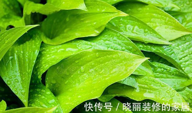 秋末8种花草会“假死”,别整盆扔掉,否则亏大了