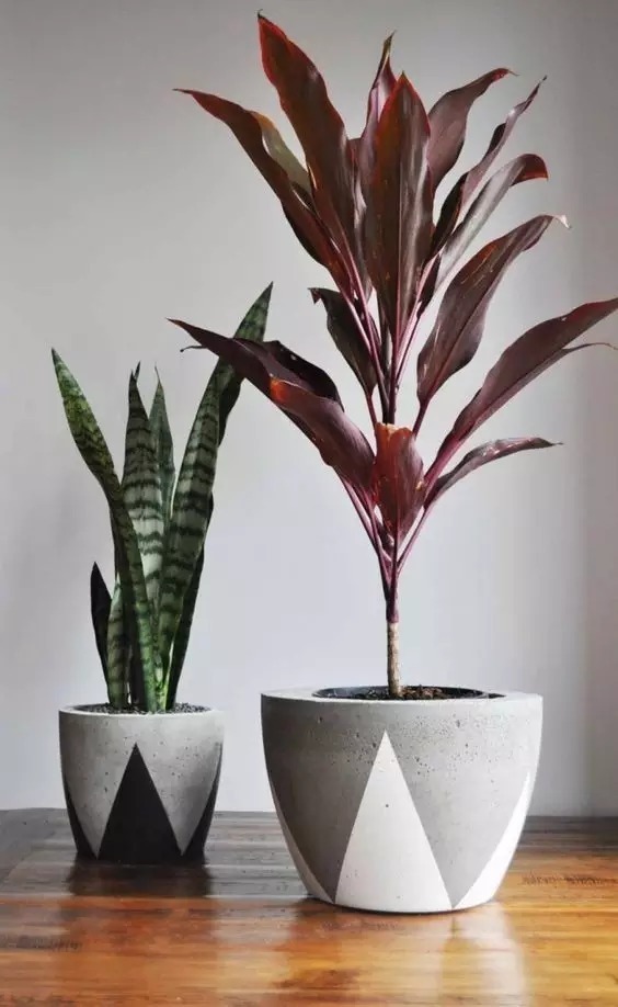 绿植|放一盆植物 瞬间就能让房间大不一样