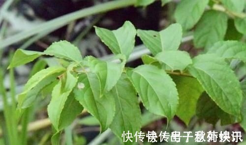 雄黄酒|是药三分毒,5种中药已被拉入伤肝黑名单,平时不要盲目服用