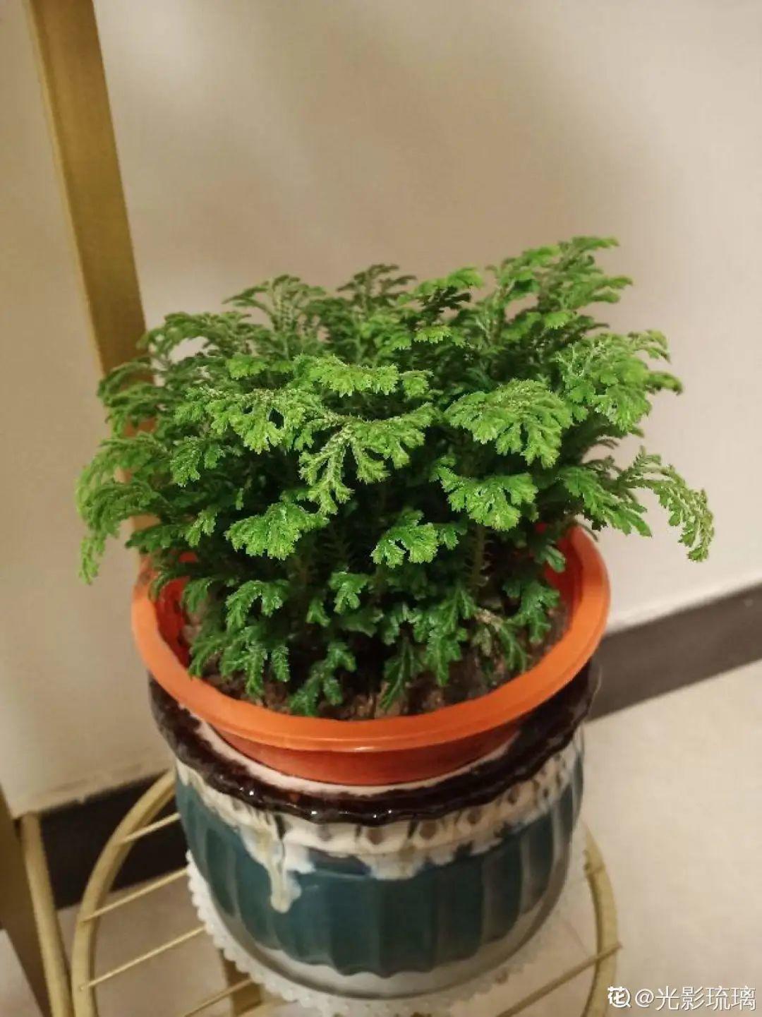 折腾不死的25种花，咋养都爆盆，家里必须养！