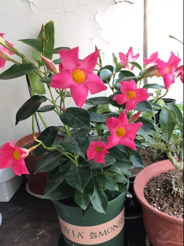 喜欢养花，不如养盆羊脂玉花，种植容易，扔进土里就能成活