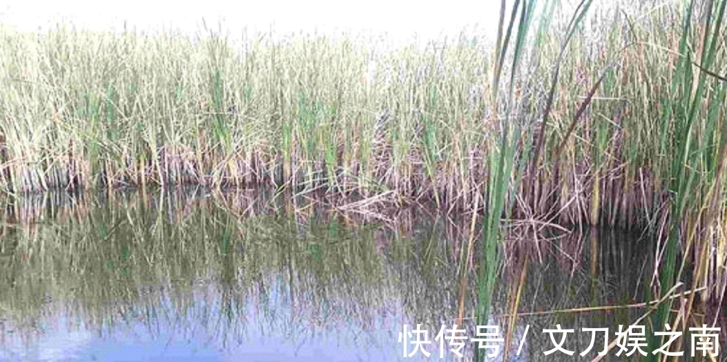 冬天|冬季钓鱼发窝慢,关键是方法要用对,快速发窝方法!