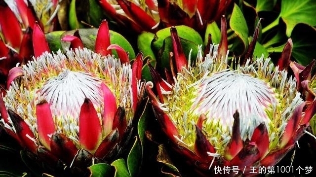 花期|花期最长的花朵，神秘的一朵都能保持半年，你肯定都没有见过！