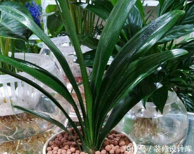 操作方式|养花别再买多菌灵了，用它来代替，植株生根快，还能省下不少钱