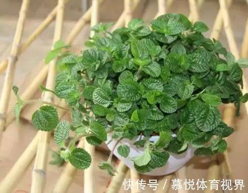 香蜂花|家里一种物质引发白血病,有小孩的家庭注意,3种植物让你更安心