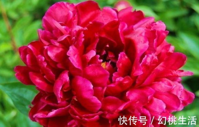 镇宅|有钱人都养3种花，镇宅又旺财，好养漂亮，养在客厅最合适