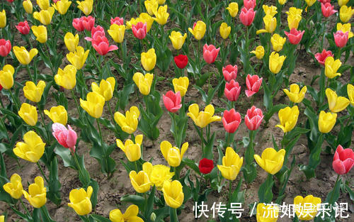 1种花，就只有一个花骨朵，但比玫瑰还惊艳！你认识吗