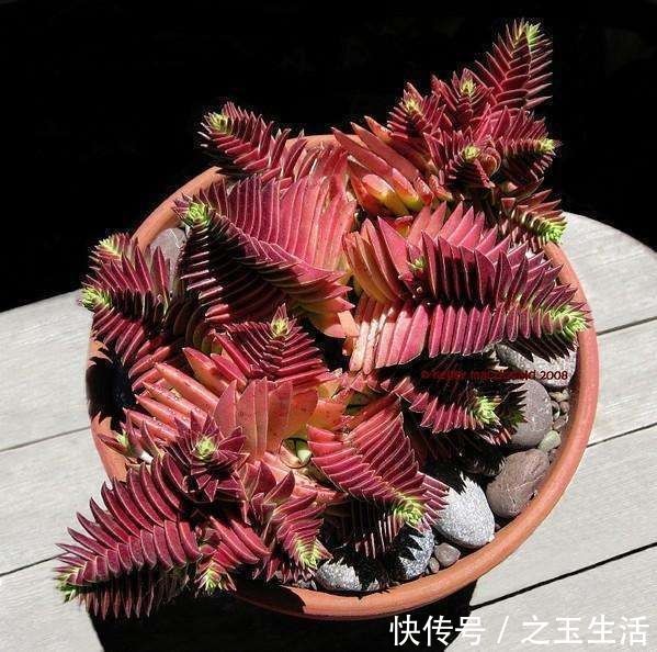 生命力顽强的多肉,新手可以试试,不用担心养不好