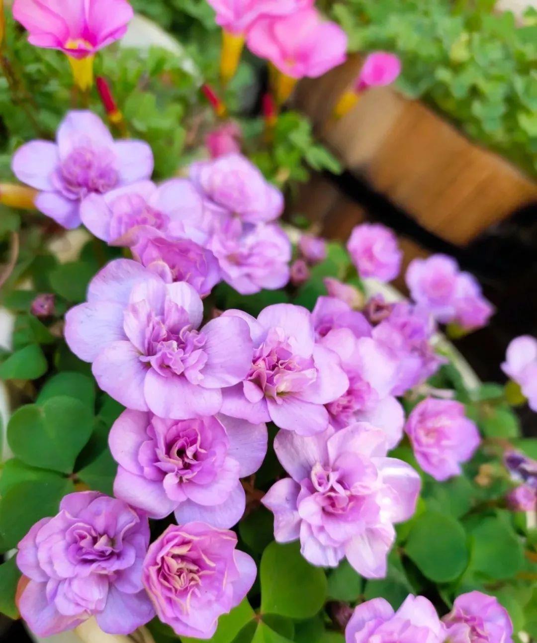 养花技巧:大冬天,她家的小院开满200盆花,全家人过年围着看!