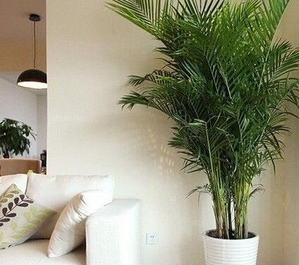 植物|家里这两处万万要摆上植物，相当于招财进门，难怪老师傅直夸聪明
