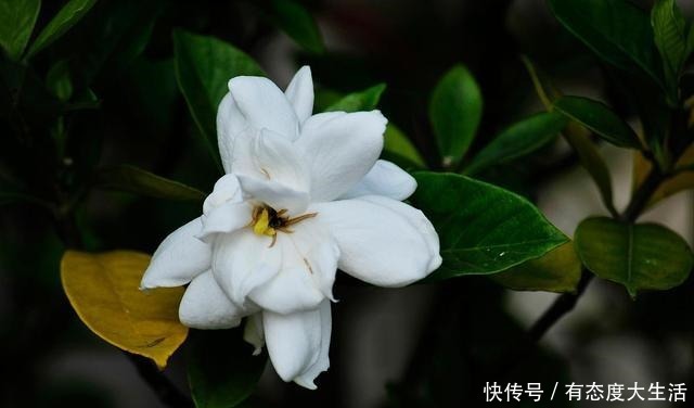 磷酸二氢钾养花最常见的6个误区，难怪花草越长越差还不开花！