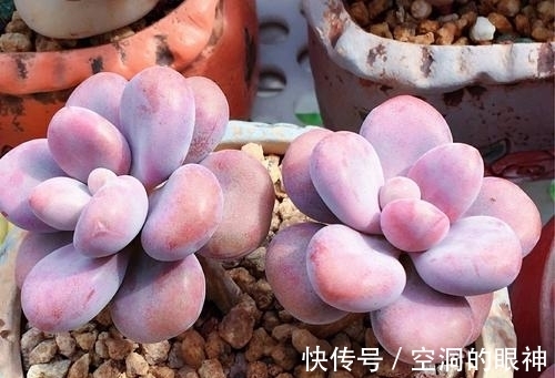 养多肉植物,掌握5个基本要点,顺利长满盆,实用又有效!