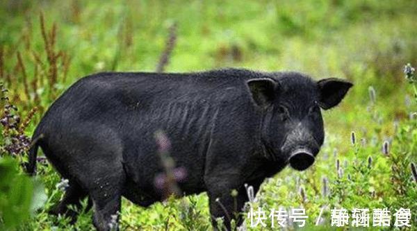 10兔9不全2021年属兔人的真命贵人是谁助你鲤跃龙门!