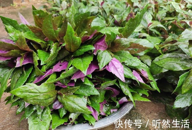 鱼腥草|66种野菜大图片，带你见识不同的野菜和吃法，你想要的野菜这里有