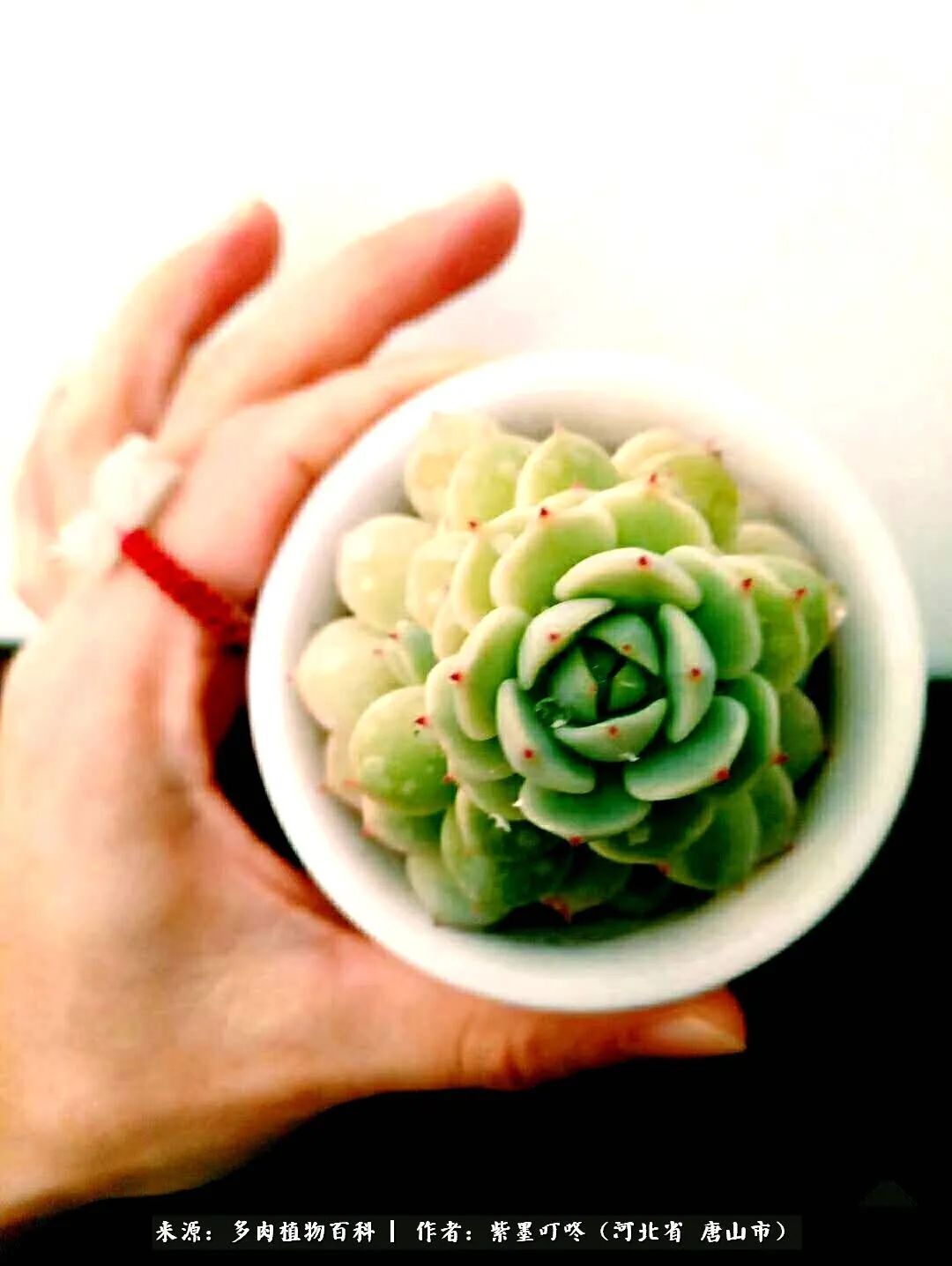 普货|从平凡中寻找美感,从噪杂中寻找宁静——多肉给予我的心灵疗愈!