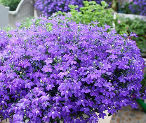 观赏|春暖花开来养花,六倍利这样养,花开爆盆长观赏