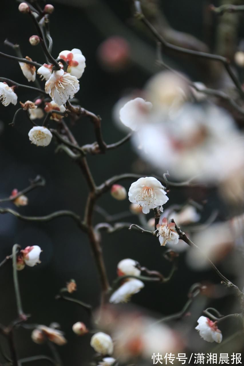 梅花|长沙梅花进入盛花期，花期还将持续两至三周