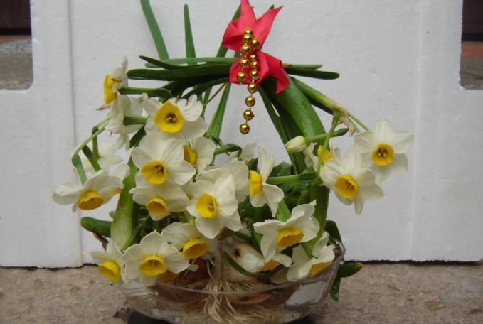 水仙想要防徒长,方法有3个,简单有效,非常实用