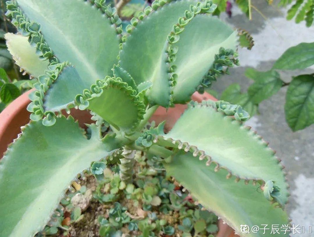 10种“养不死”的花,绿萝只能排最后一名,养死3种以上的举手