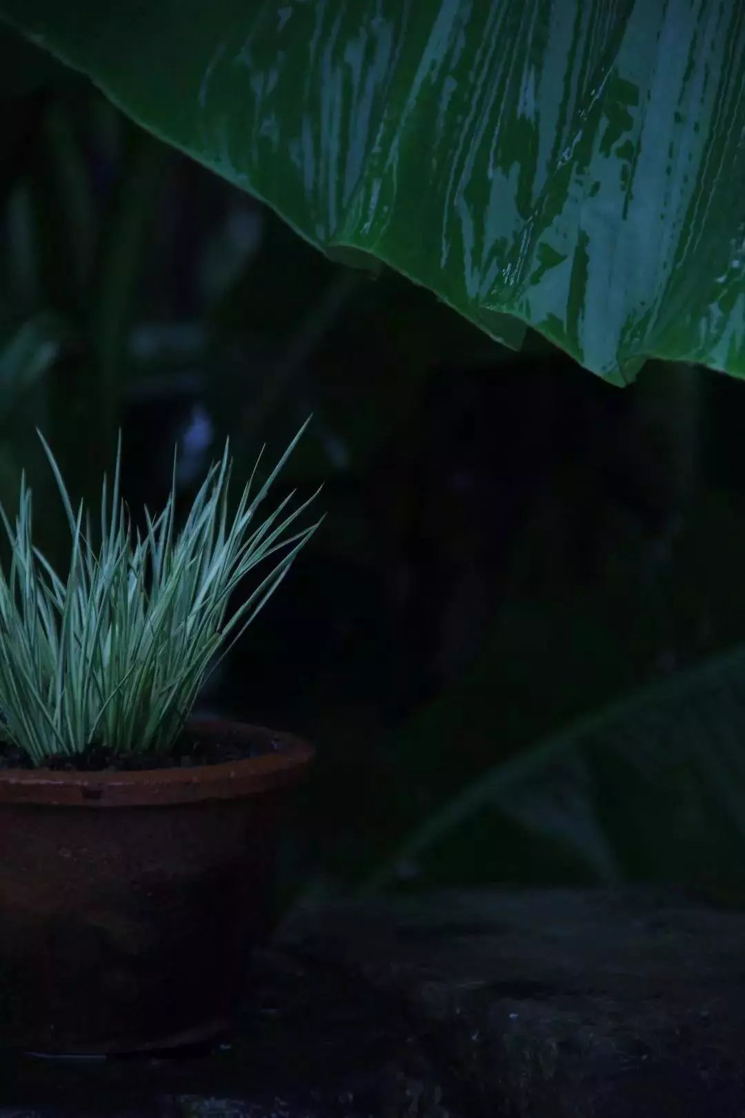 娇怯|雨打芭蕉，一枕清梦