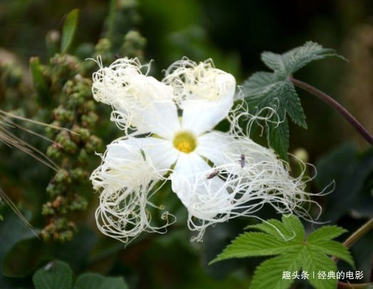 此花是黑夜盛开的幸运之花，黄昏开放白天闭合，奇特之处与众不同