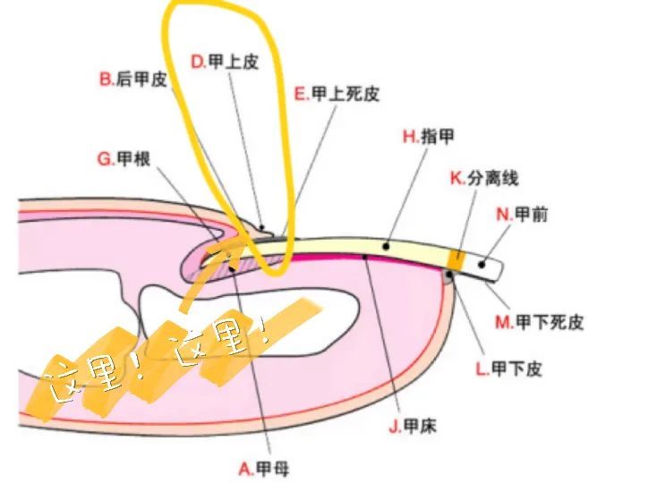 美甲|比今天是周五更令人开心的是……刚做了新美甲