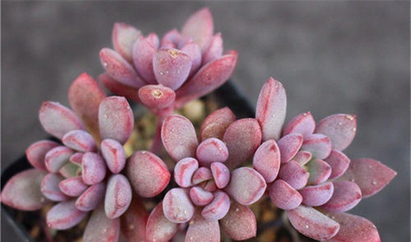 神秘高贵的紫色多肉植物,每一种都美极了,你认识多少种
