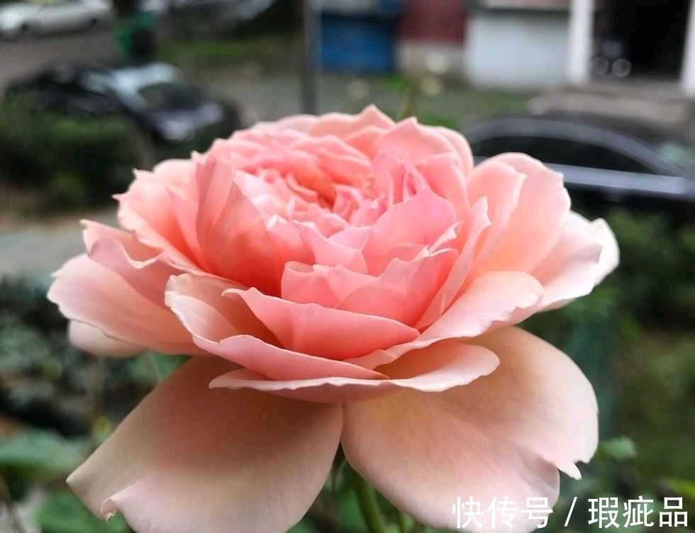 有机肥|给月季施肥,不要错过两个时间,春花多秋花不断开到爆