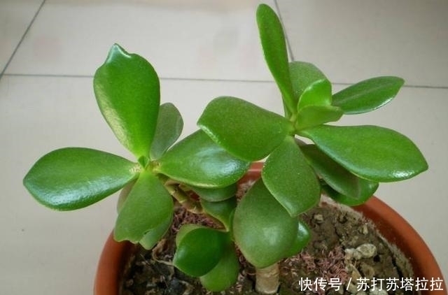 品类|多肉中最好养的品类——景天树,想让它开花就这么简单