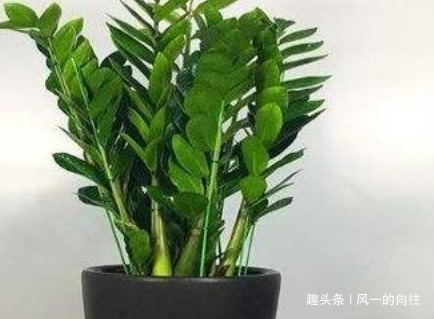 这3种“耐旱花”,一个月不浇水都没事,非常好养护轻松长爆盆