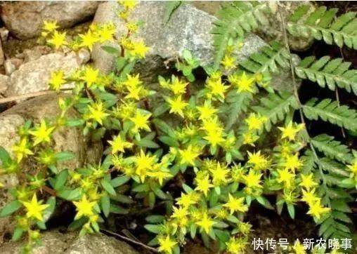 盆栽|农村常见的“1种野草”，看到别铲除，挖1棵回家，做盆栽很漂亮