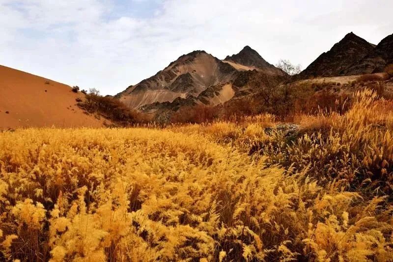 阿克塞秘境——春日胡杨别样的风景，依然让人流连忘返