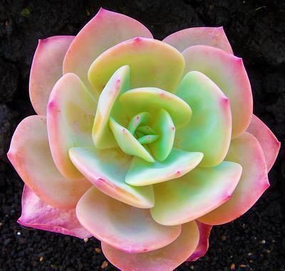 景天科|3种多肉别嫌丑,这样控养秒逆袭,变身后,“仙气飘飘”惹人爱!