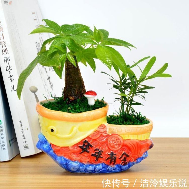 招财旺宅|家里什么花都可以不养，唯独这四种植物万万要种，有钱人一看就懂