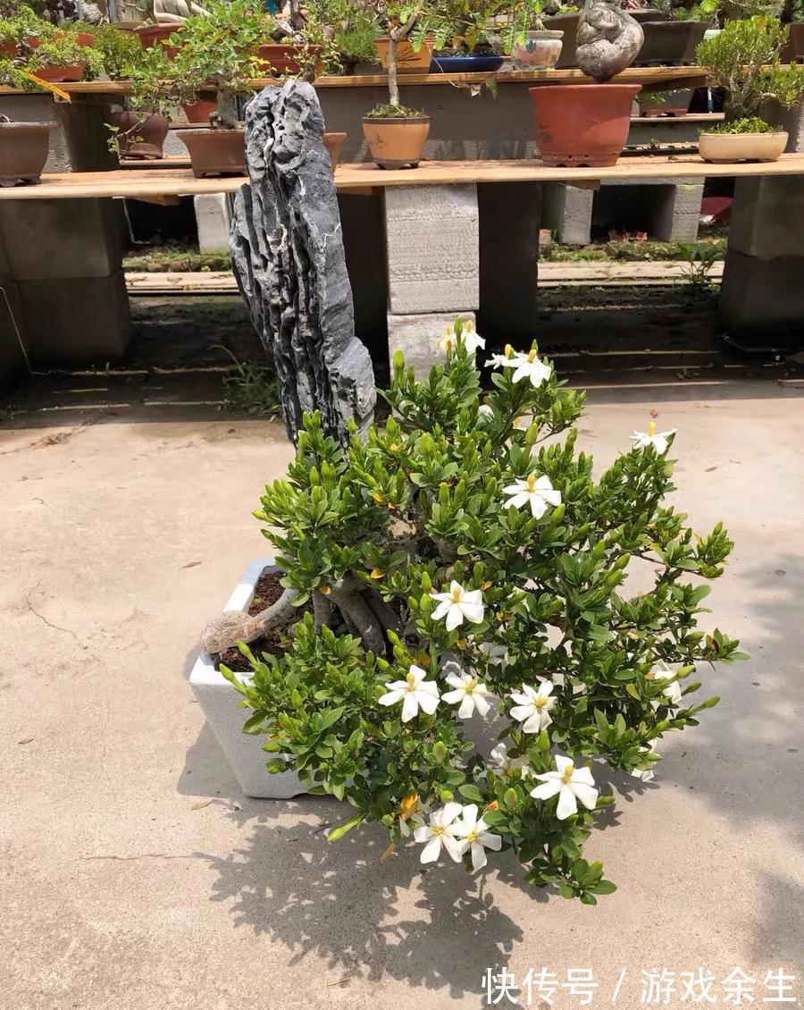 3种“小盆景”能香几十年,客厅养一盆,小巧高雅,富贵不俗