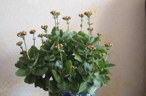 徒长|3种花,不能让它长成高个子,一长高就剪,越剪越值钱