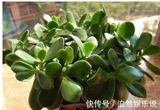 老花农|玉树不开花老花农教你这样养,叶片饱满圆润,绿油油的