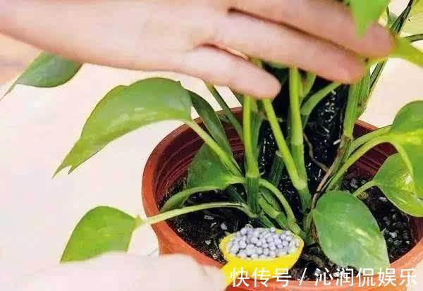 虫子|家里无论养啥花,提前做“3步”,以后虫子少、不烂根