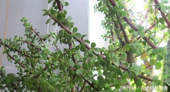 5年前养了一盆“野草”，邻居们很羡慕，说是“金枝玉叶”